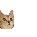 Cat Head E emoji
