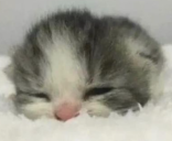 Eeping emoji