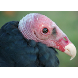 Turkeyvulture emoji
