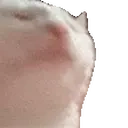 Catjamfaster emoji