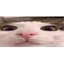 Plenk emoji