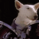 Spudsmackenzie Drums emoji