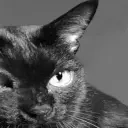 Gigacat emoji