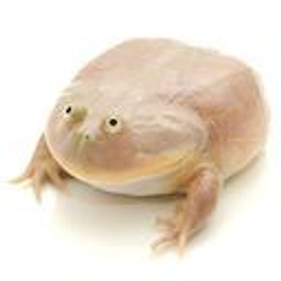Wednesdayfrog emoji