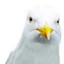 Dancing Seagull emoji