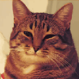 Kind Cat emoji