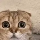 Monkacat emoji