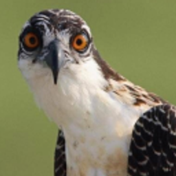 Hawkward emoji