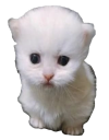 Ewpert emoji