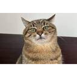 Cattt emoji