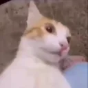 Quecojonesmiau emoji