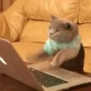 Catchat emoji