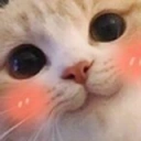 Blushcat emoji