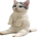 Catsittingverycomfortable2 emoji