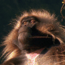 Enlightened Monkey emoji