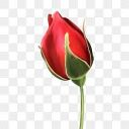 Rosebud emoji