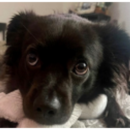 Puppydogeyes emoji