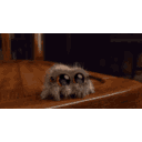 Jumpingspoder emoji