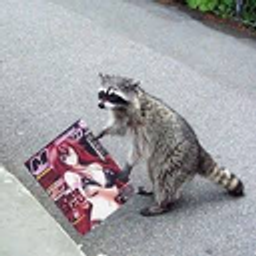 Animeraccoon emoji