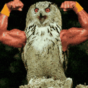 Owl With Muscly Arms emoji