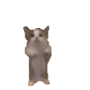 Cathop emoji
