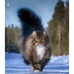 Norwegian Forest Cat emoji
