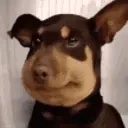 Doglookingsussyandsnakebit emoji