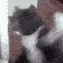 Catsmash2 emoji