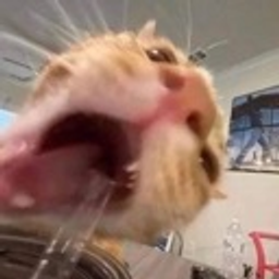 Catwater emoji