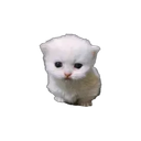Mitosis emoji