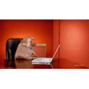 Baboon Push Computer emoji