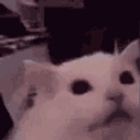 Cat Fade Disappear2 emoji