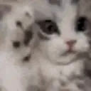 Catnotlikethismeow emoji