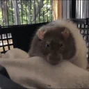 Ratsleep emoji