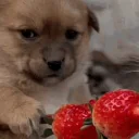 Dogscared emoji