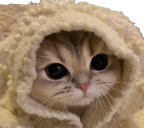 Catcozy emoji