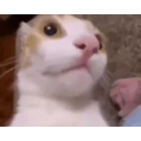 Catsurprised emoji