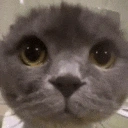 Cawt emoji