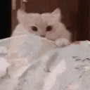 Catbang emoji