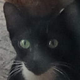 Innocent Cat emoji