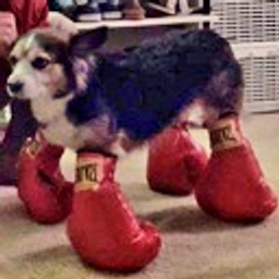 Fightdog0 emoji