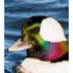Rainbow Duck Areukiddinme emoji