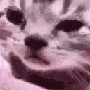 Feelssadcat emoji