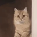 Catleave emoji