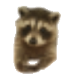 Polite Raccoon emoji