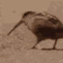American Woodcock Dance emoji