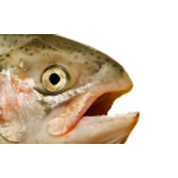 Salmon Says emoji