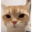 Sigmacat emoji