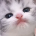 Catlick emoji