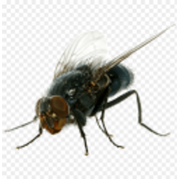 Pencefly emoji